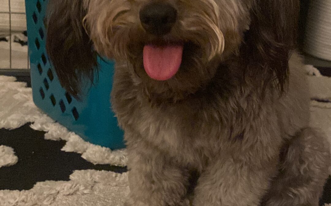 Pippin